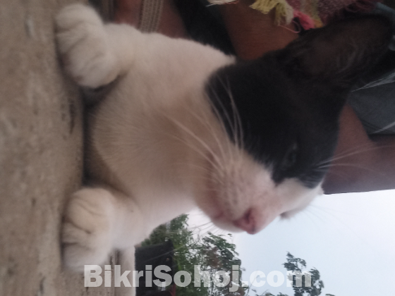 Adult cat